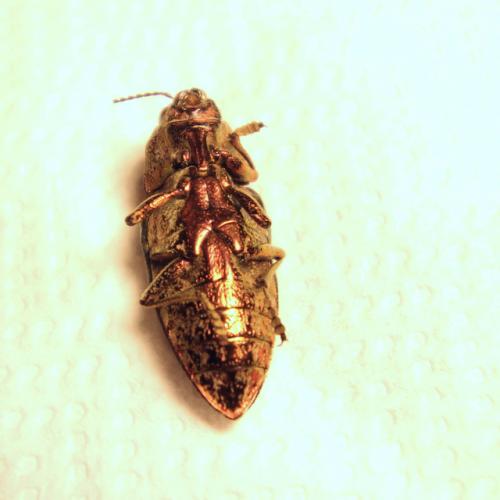 Réf. 283 857 : Chalcophora massiliensis